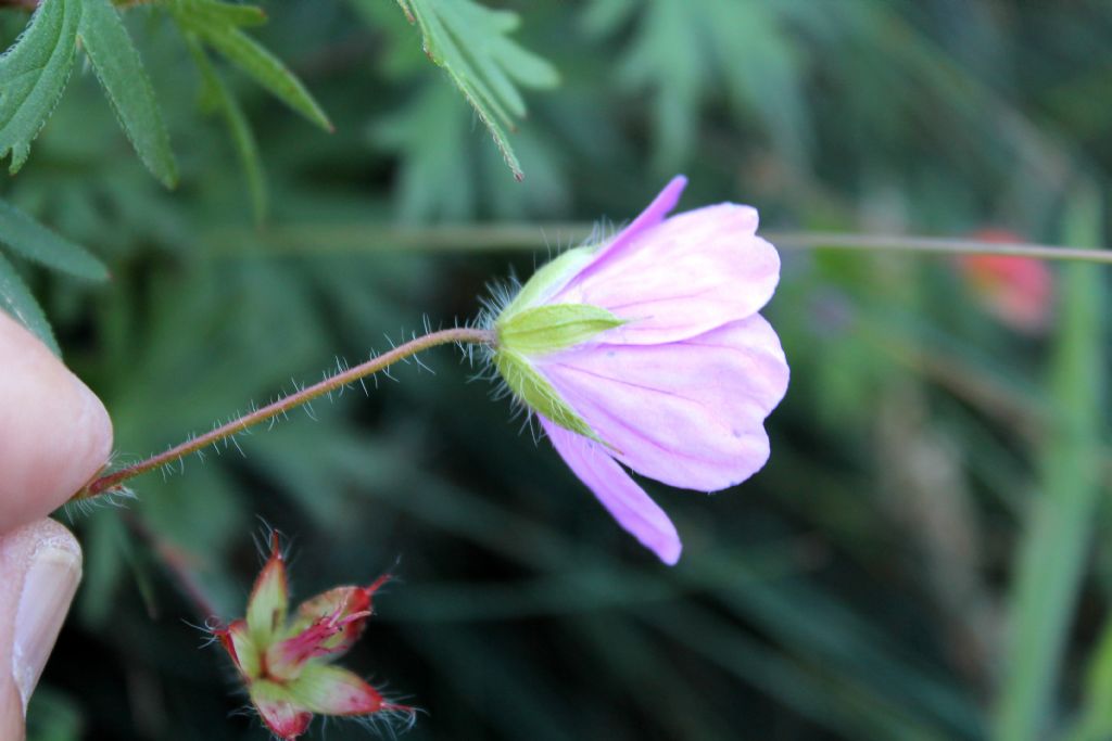 Geranium sanguineum